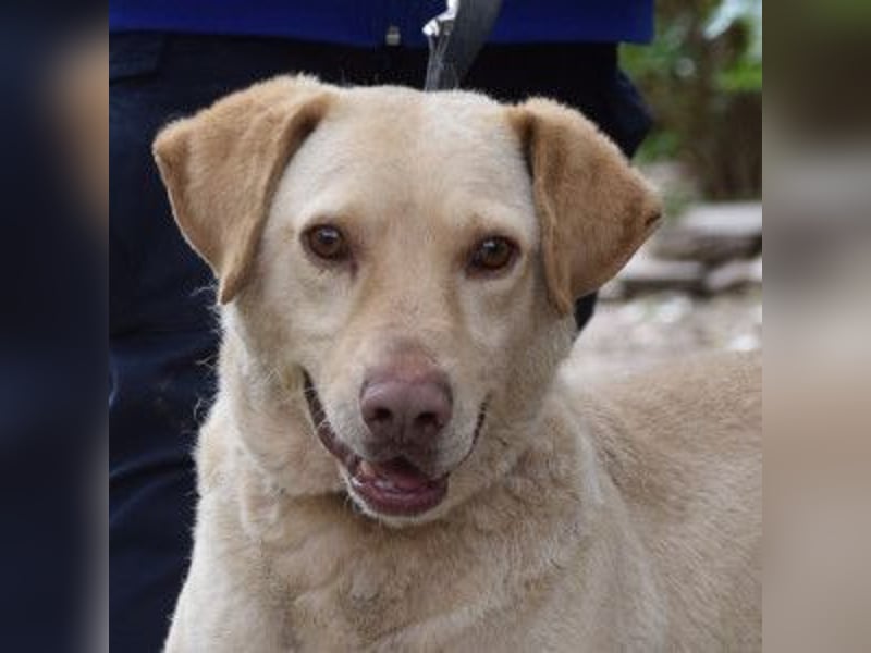 Frodo - freundlicher, liebenswerter Rüde mit zarter Seele