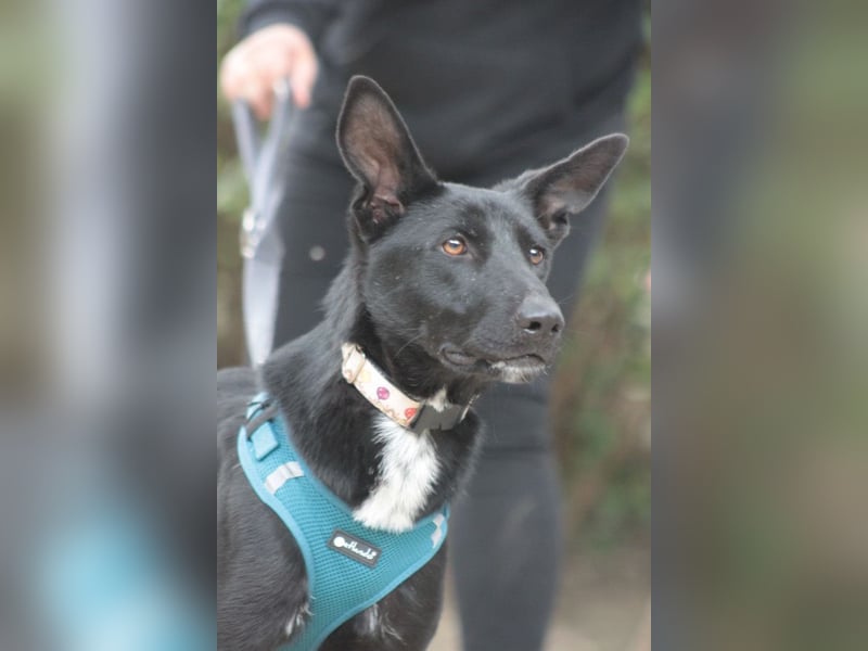 Lindor - charmante, verspielte, verschmuste Labbi Mix Hündin