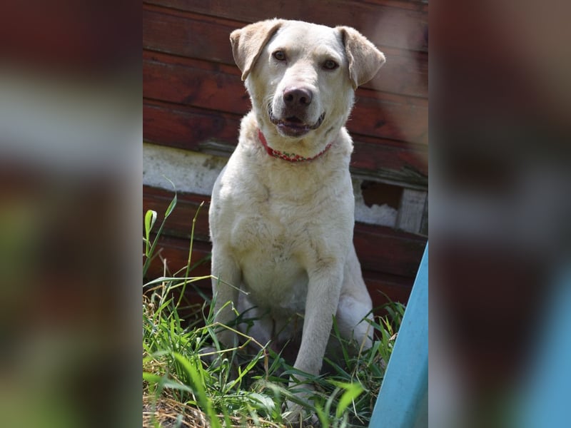 Frodo - freundlicher, liebenswerter Rüde mit zarter Seele