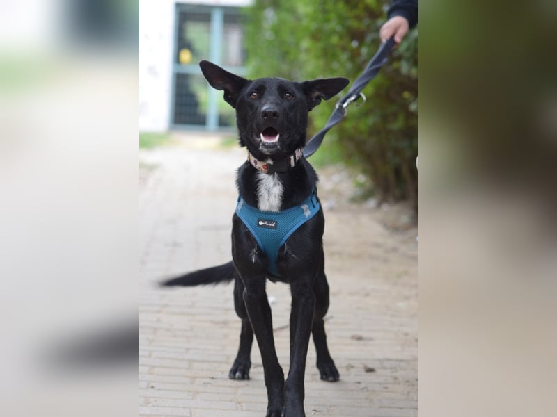 Lindor - charmante, verspielte, verschmuste Labbi Mix Hündin