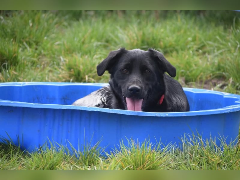 Sam - auf PS in 45768 Marl - fröhlicher, agiler Junghund der es liebt die Welt zu erkunden