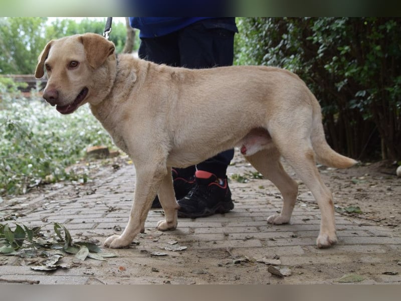 Frodo - freundlicher, liebenswerter Rüde mit zarter Seele