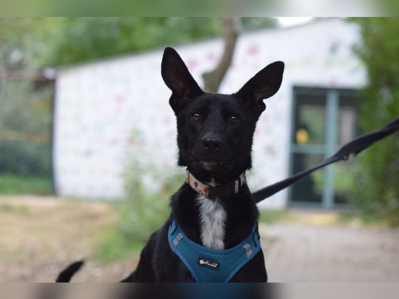 Lindor - charmante, verspielte, verschmuste Labbi Mix Hündin