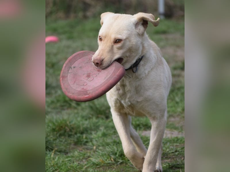 Frodo - freundlicher, liebenswerter Rüde mit zarter Seele