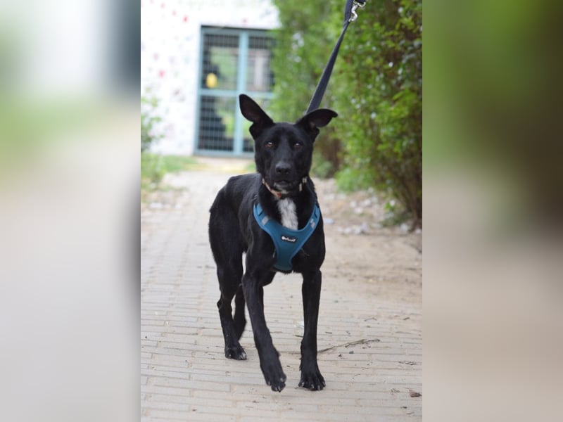 Lindor - charmante, verspielte, verschmuste Labbi Mix Hündin