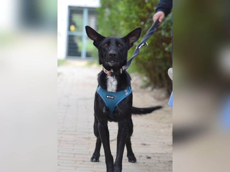 Lindor - charmante, verspielte, verschmuste Labbi Mix Hündin