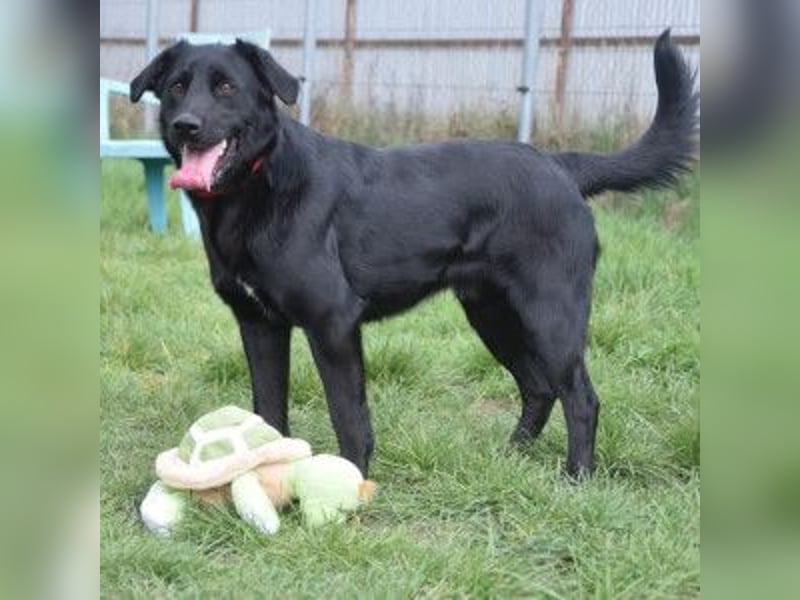 Sam - auf PS in 45768 Marl - fröhlicher, agiler Junghund der es liebt die Welt zu erkunden