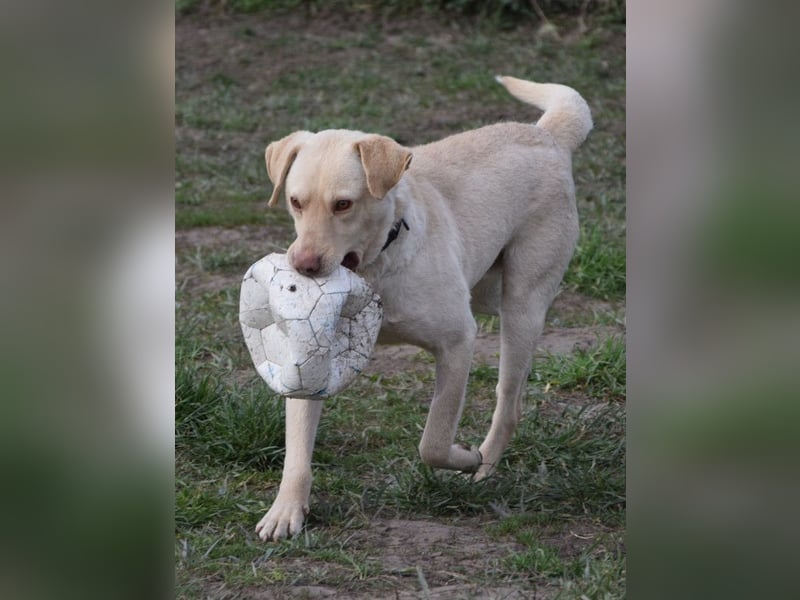 Frodo - freundlicher, liebenswerter Rüde mit zarter Seele