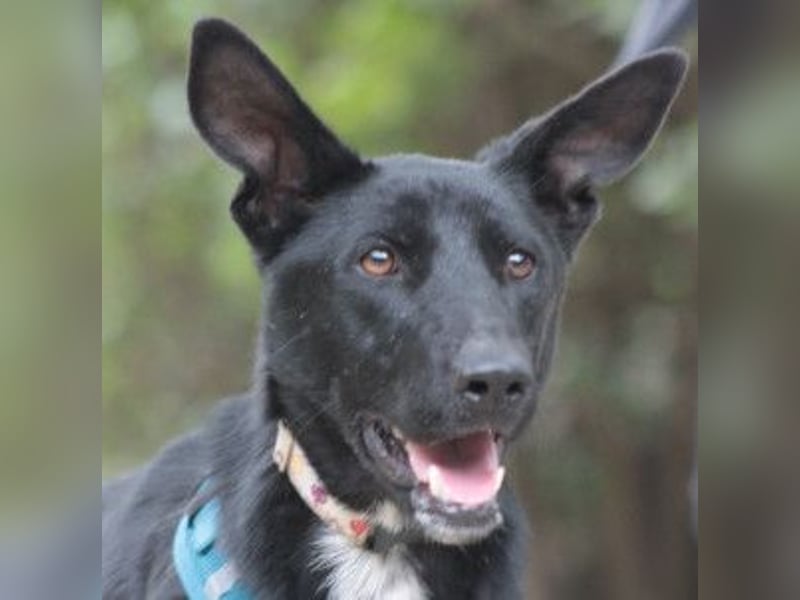 Lindor - charmante, verspielte, verschmuste Labbi Mix Hündin