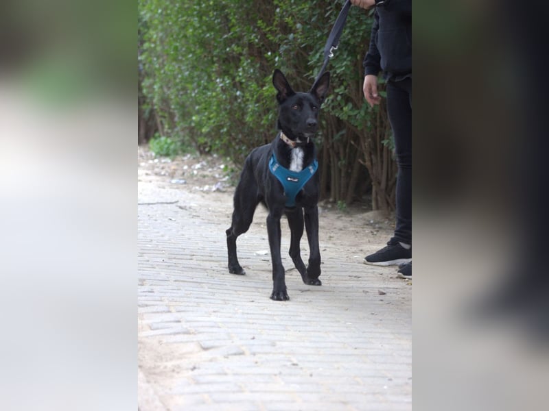 Lindor - charmante, verspielte, verschmuste Labbi Mix Hündin