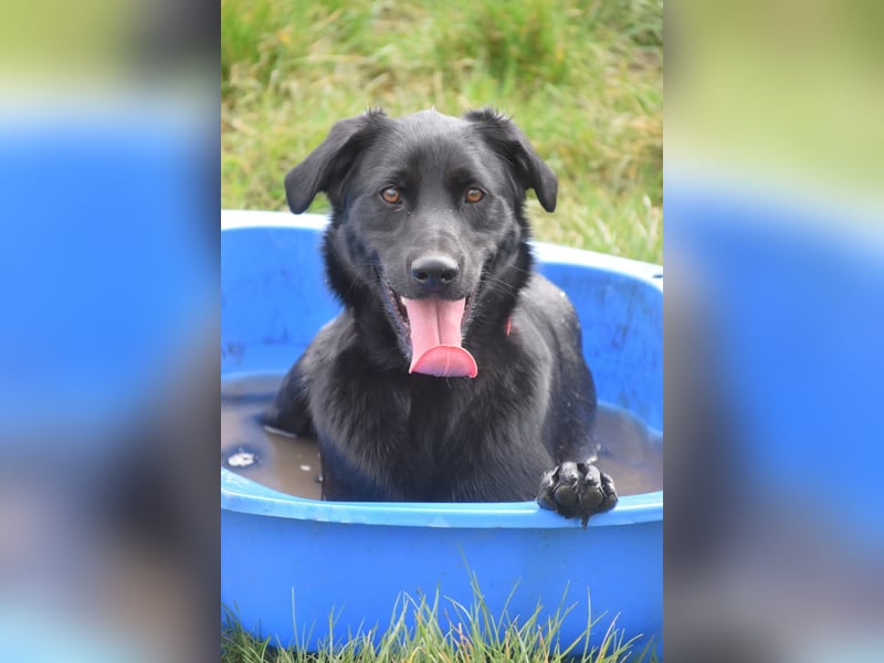 Sam - auf PS in 45768 Marl - fröhlicher, agiler Junghund der es liebt die Welt zu erkunden