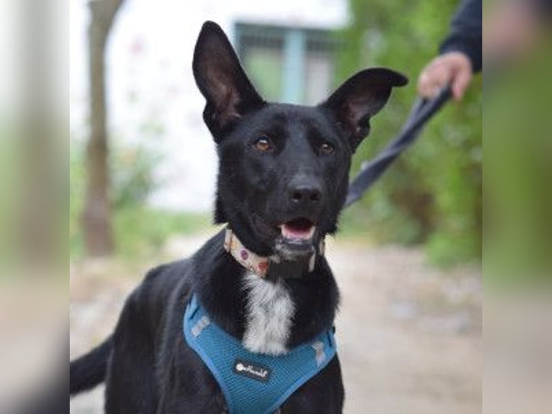 Lindor - charmante, verspielte, verschmuste Labbi Mix Hündin