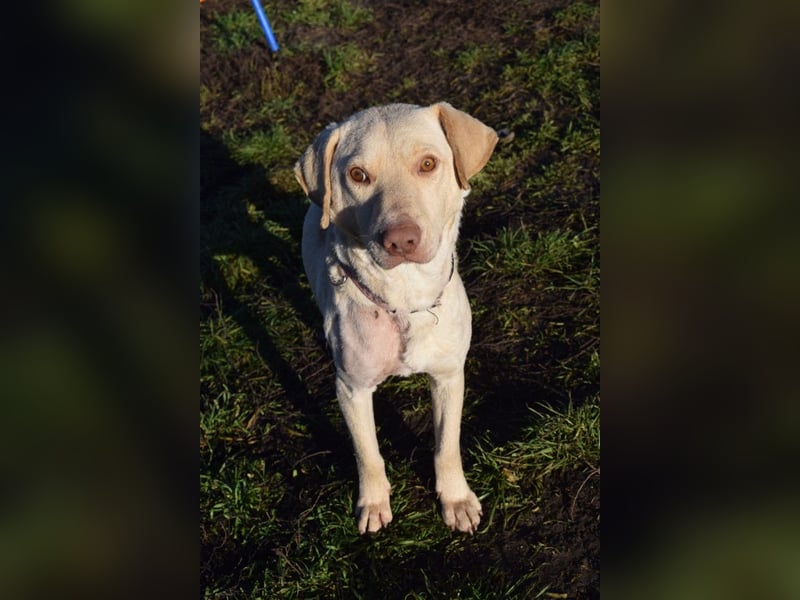 Frodo - freundlicher, liebenswerter Rüde mit zarter Seele