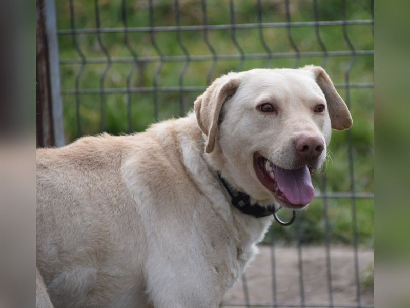 Frodo - freundlicher, liebenswerter Rüde mit zarter Seele