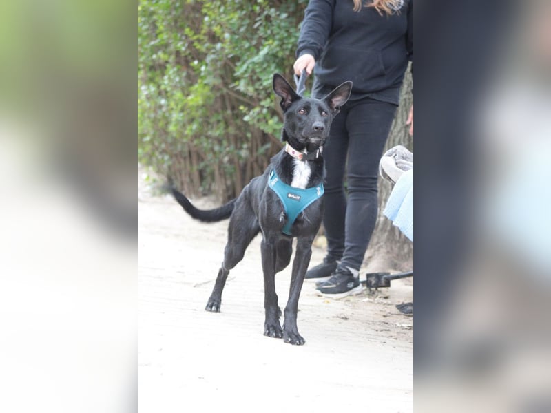 Lindor - charmante, verspielte, verschmuste Labbi Mix Hündin