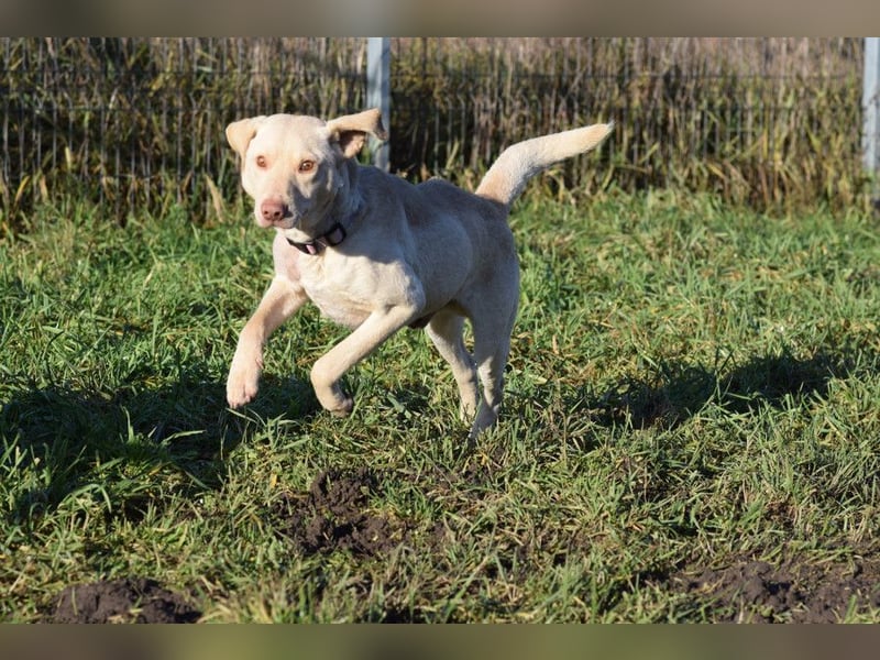 Frodo - freundlicher, liebenswerter Rüde mit zarter Seele
