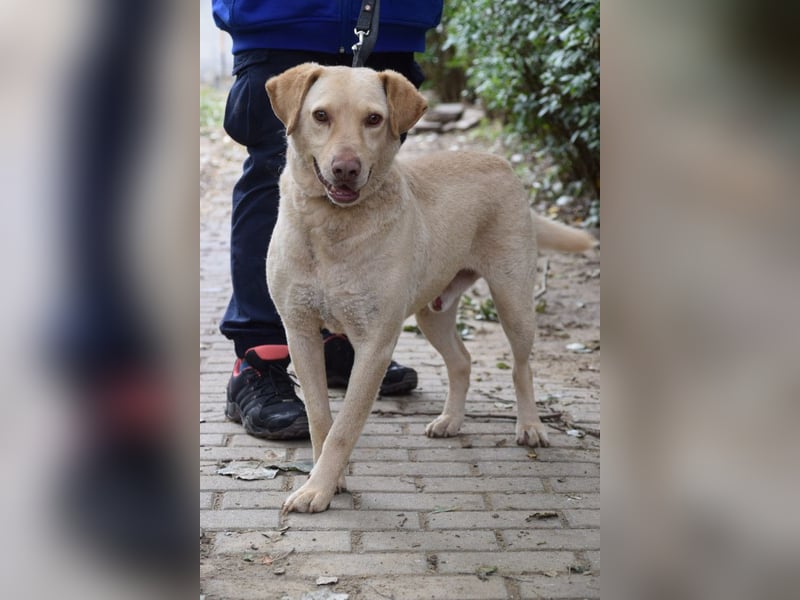 Frodo - freundlicher, liebenswerter Rüde mit zarter Seele