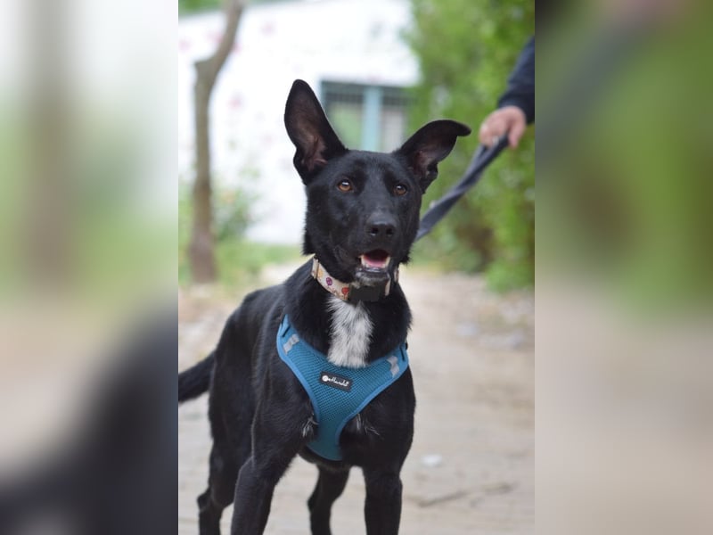 Lindor - charmante, verspielte, verschmuste Labbi Mix Hündin