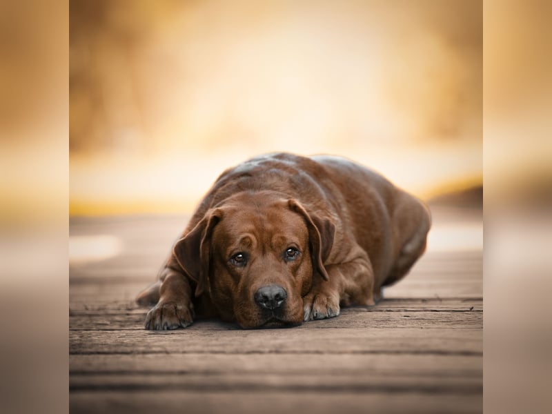 Labrador Deckrüde Showlinie FCI