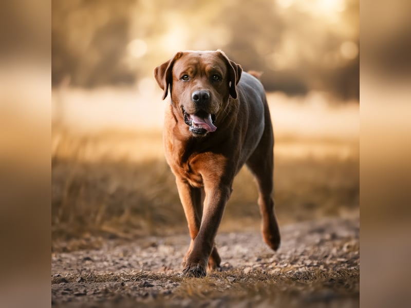 Labrador Deckrüde Showlinie FCI