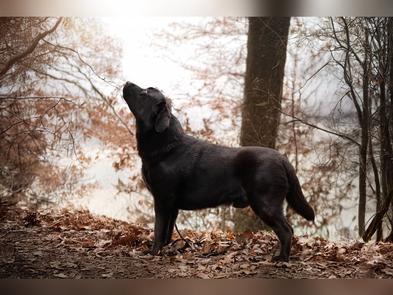 Labrador Deckrüde Showlinie