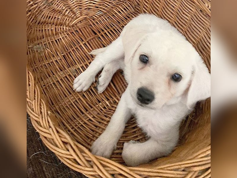 kleiner Zwerg LUCKY auf der Suche - 5 Monate, spät. 54cm - Mischlinge