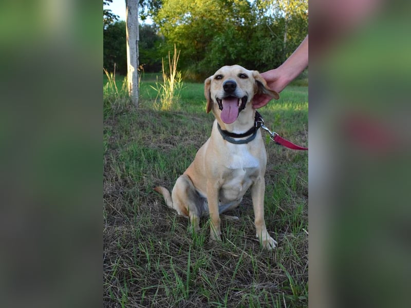 süße Labrador-Magyar Vizla Mischlings-Hündin Vita sucht ihre Menschen