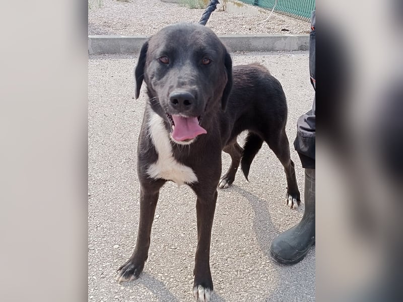 Labrador Mischlings-Hündin Klika sucht eine Familie