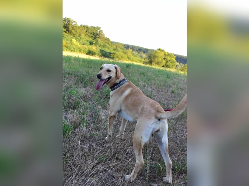 süße Labrador-Magyar Vizla Mischlings-Hündin Vita sucht ihre Menschen