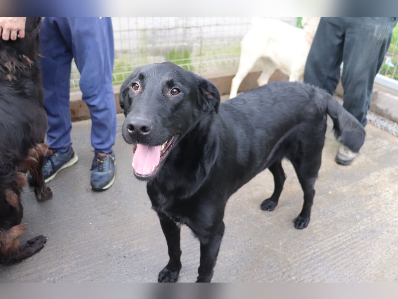lieber großer Labrador Mischling Shakir sucht seine Menschen
