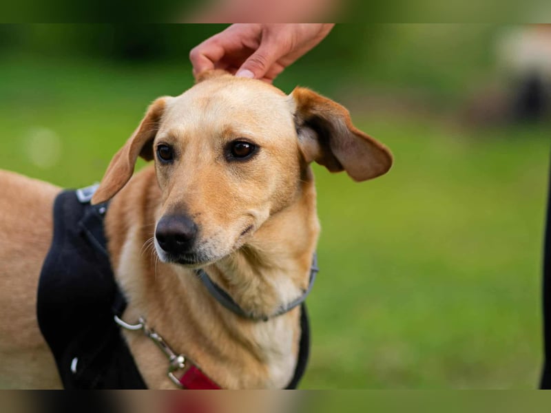 süße Labrador-Magyar Vizla Mischlings-Hündin Vita sucht ihre Menschen