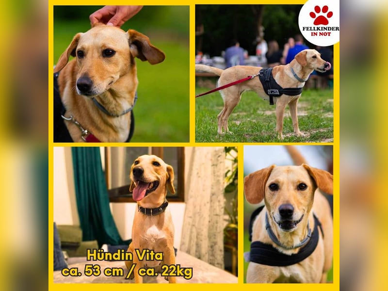 süße Labrador-Magyar Vizla Mischlings-Hündin Vita sucht ihre Menschen