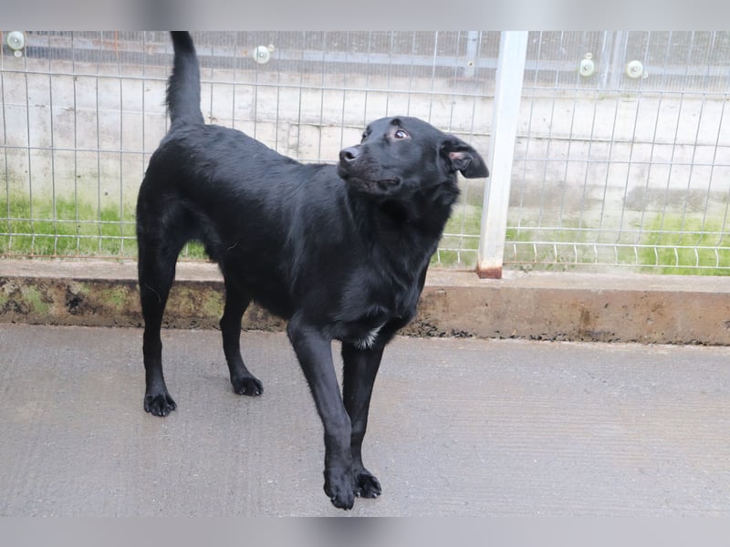 lieber großer Labrador Mischling Shakir sucht seine Menschen