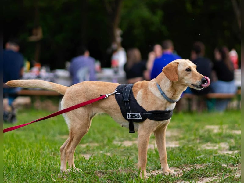 süße Labrador-Magyar Vizla Mischlings-Hündin Vita sucht ihre Menschen