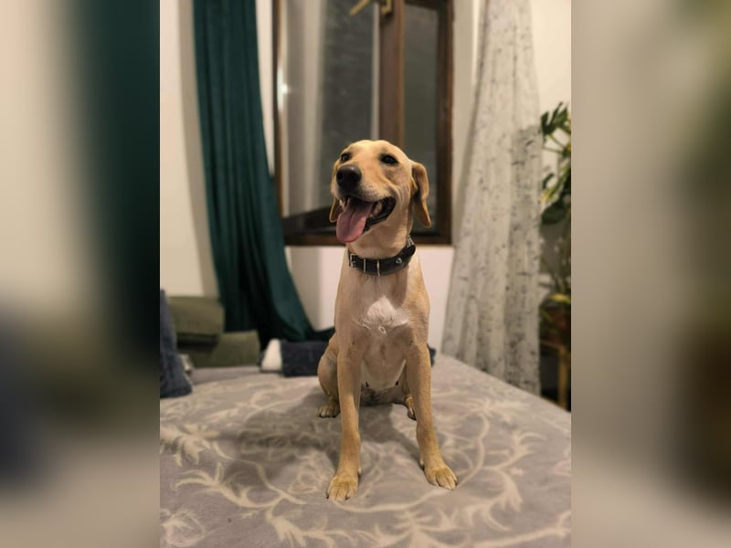 süße Labrador-Magyar Vizla Mischlings-Hündin Vita sucht ihre Menschen
