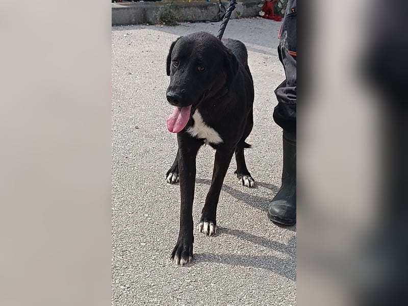 Labrador Mischlings-Hündin Klika sucht eine Familie