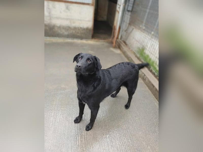 lieber großer Labrador Mischling Shakir sucht seine Menschen