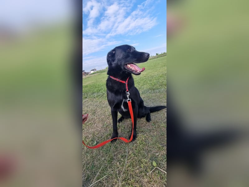 lieber großer Labrador Mischling Shakir sucht seine Menschen