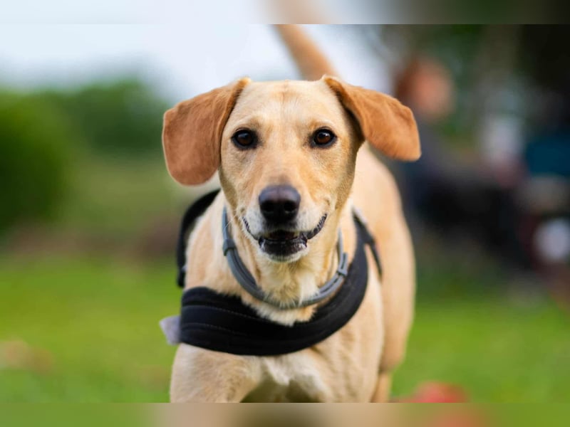 süße Labrador-Magyar Vizla Mischlings-Hündin Vita sucht ihre Menschen