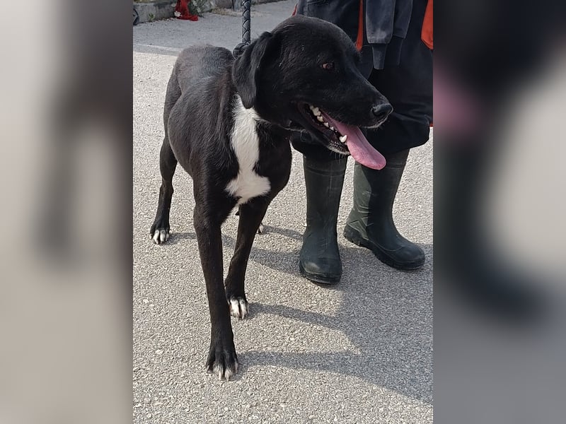 Labrador Mischlings-Hündin Klika sucht eine Familie