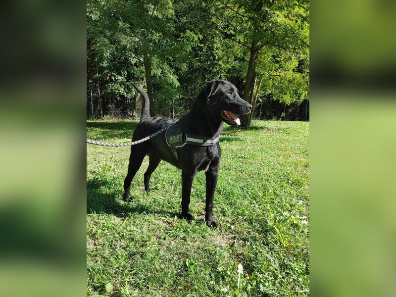 lieber großer Labrador Mischling Shakir sucht seine Menschen