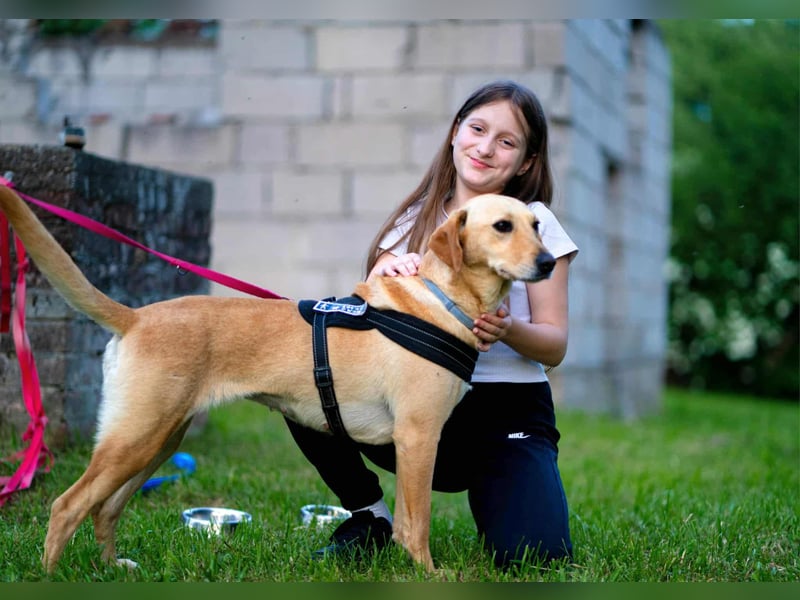 süße Labrador-Magyar Vizla Mischlings-Hündin Vita sucht ihre Menschen