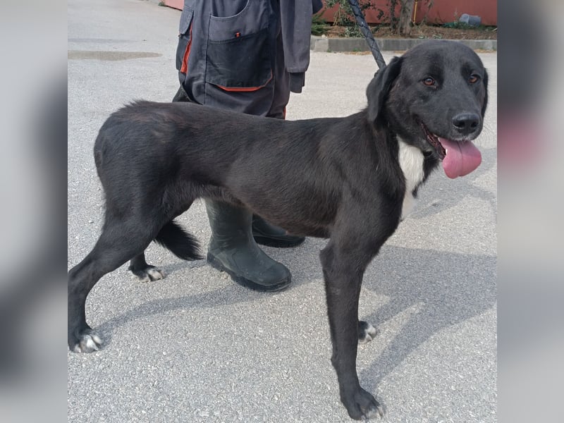 Labrador Mischlings-Hündin Klika sucht eine Familie