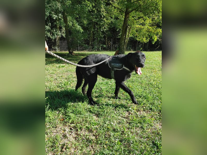 lieber großer Labrador Mischling Shakir sucht seine Menschen