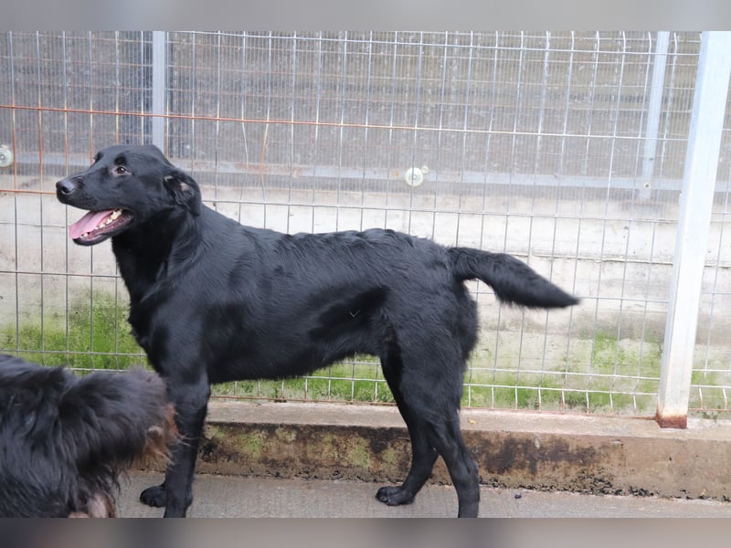 lieber großer Labrador Mischling Shakir sucht seine Menschen