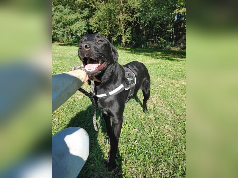 lieber großer Labrador Mischling Shakir sucht seine Menschen