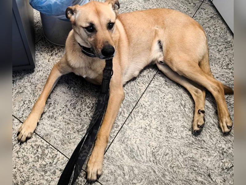 Dringend abzugeben (kostenlos)