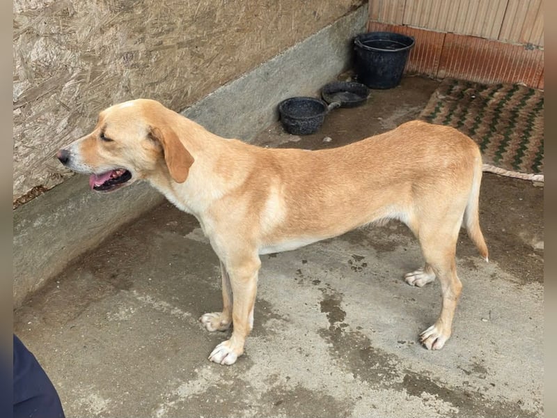 Bruno - freundlicher Junghund Bruno - freundlicher Junghund