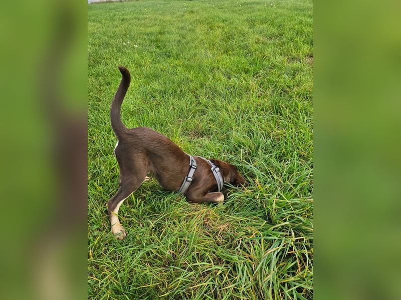 Bruno, ein entspannter Junghund