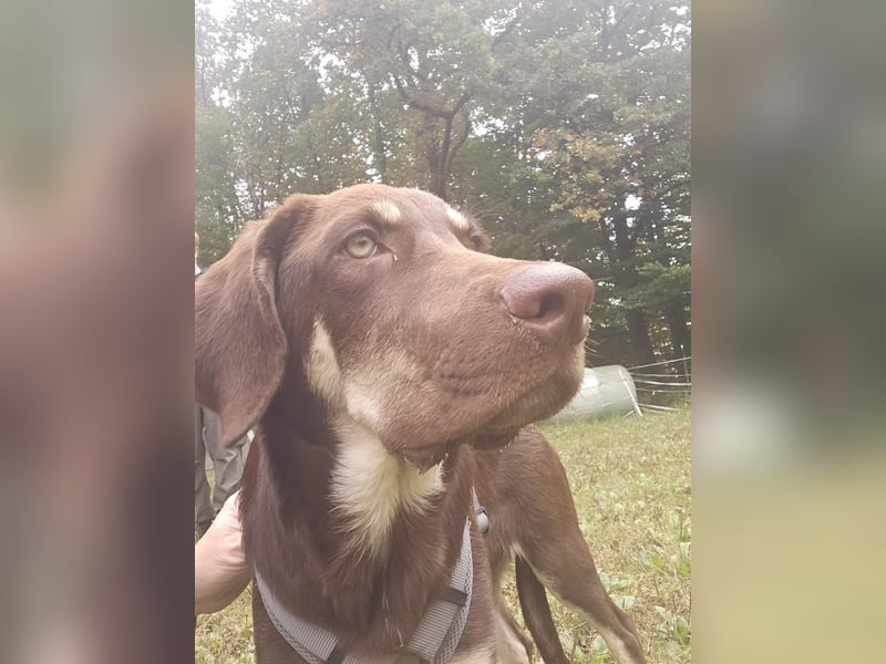 Bruno, ein entspannter Junghund